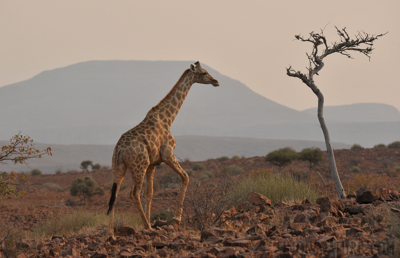 Giraffa giraffa angolensis [400 mm, 1/1000 Sek. bei f / 9.0, ISO 1250]